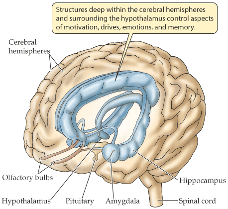 Ο εγκέφαλος Σε όλα τα σπονδυλωτά χωρίζεται σε τρία μέρη (πρόσθιος, μεσεγκέφαλος, οπίσθιος), αλλά με διαφορετική ανάπτυξη ανάλογα με την ομάδα Θάλαμος ιεγκέφαλος Υποθάλαμος Υπόφυση Ημισφαίρια: