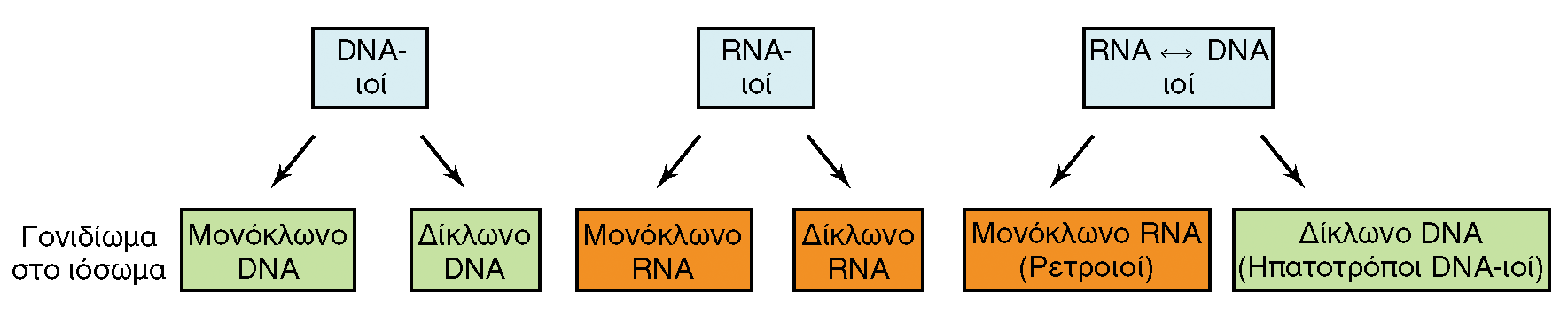 ΓΕΝΕΤΙΚΟ ΥΛΙΚΟ ΙΩΝ Δίκλωνο ή μονόκλωνο DNA ή RNA ή DNA/RNA Εικόνα 9.1: Ιικά γονιδιώματα.
