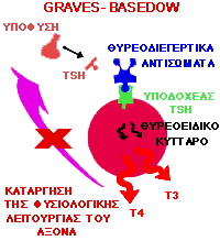 Νόσος Graves Νόσος Graves = πιο συχνή αιτία του υπερθυρεοειδισμού (60%-80%) Αντισώματα που συνδέονται με