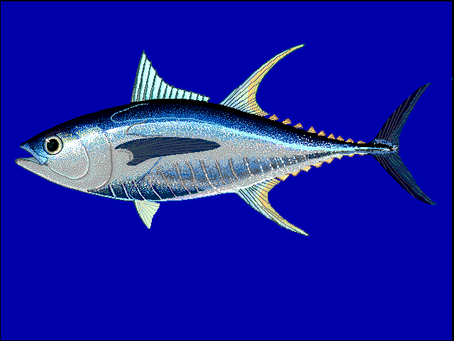ΚΙΤΡΙΝΟΠΤΕΡΟΣ ΤΟΝΟΣ (YFT-Thunnus albacares) Δεν αλιεύθηκε έως τώρα στη Μεσόγειο Ψάρια με πολύ μεγάλα δεύτερο ραχιαίο και εδρικό πτερύγιο, το οποίο σε