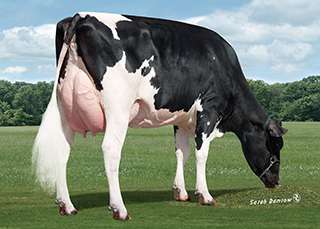 JUNIOR ΤΜΒΑΣΙΚΟ 1HO10219 OVINA JULETTA JUNIOR Ηκεξνκελ. γέλλεζεο: 19/10/2009 Reg.