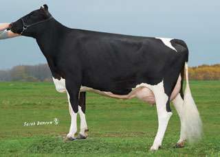 LARIAT 1HO09085 SCHUG DUCE LARIAT CRI-ET Ηκεξνκελ. γέλλεζεο: 30/11/2005 Reg.