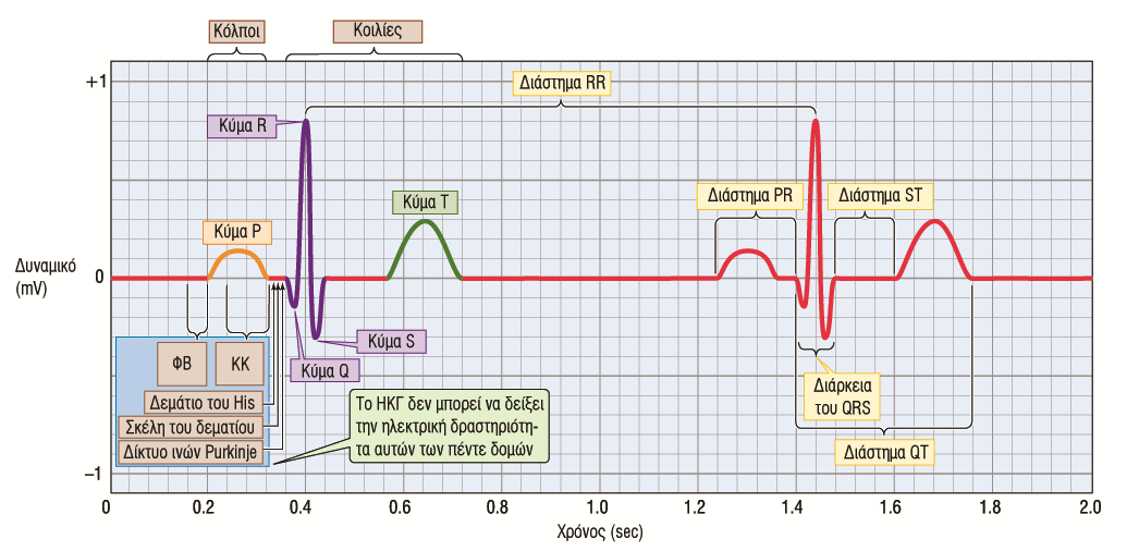 Το φυσιολογικό ΗΚΓ Ρ: κύμα εκπόλωσης που ξεκινά από το φλεβόκομβο και διαδίδεται στους κόλπους ΡR: Σύντομη ισοηλεκτρική γραμμή, το ερέθισμα ταξιδεύει στο κολποκοιλιακό