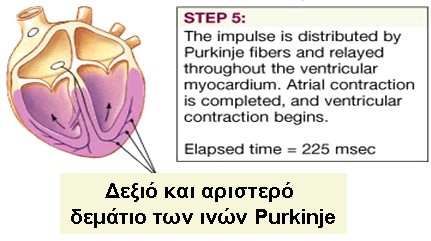 Η αγωγή της διέγερσης με