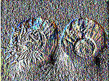 Εικόνα 7: Άνθη Νάρκισσου Εικόνα 8: Βολβοί Νάρκισσου Πολλαπλασιασμός Νάρκισσου Πολλαπλασιάζεται με βολβούς ή βολβίδια που εκριζώνονται και χωρίζονται όταν ξεραθούν τα φύλλα.
