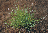 ΒΙΟΛΟΓΙΑ ΚΑΙ ΟΙΚΟΛΟΓΙΑ ΖΙΖΑΝΙΩΝ 23 Κοινή πόα (Poa annua, Poaceae) Η κοινή πόα είναι ετήσιο, φθινοπωρινό ή εαρινό, µονοκοτυλήδονο φυτό µε όρθια έκφυση και µε µήκος καλαµιού µέχρι 30 cm.