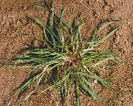 24 ΖΙΖΑΝΙΟΛΟΓΙΑ Φάλαρη (Phalaris spp., Poaceae) Η φάλαρη είναι ετήσιο, χειµερινό, µονοκοτυλήδονο φυτό µε όρθια έκφυση και φθάνει µέχρι το ύψος των 60 cm.