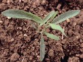 26 ΖΙΖΑΝΙΟΛΟΓΙΑ Πολυκόµπι (Polygonum aviculare, Polygonaceae) Το πολυκόµπι είναι ετήσιο, εαρινό, δικοτυλήδονο φυτό µε έρπουσας έκφυση και µήκος βλαστού που φθάνει τα 100 cm.