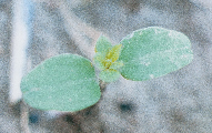 ΒΙΟΛΟΓΙΑ ΚΑΙ ΟΙΚΟΛΟΓΙΑ ΖΙΖΑΝΙΩΝ 27 Κολλητσίδα (Galium spp., Rubiaceae) Η κολλητσίδα είναι ετήσιο, χειµερινό, δικοτυλήδονο φυτό όρθιας έκφυσης και φθάνει µέχρι το ύψος των 150 cm.