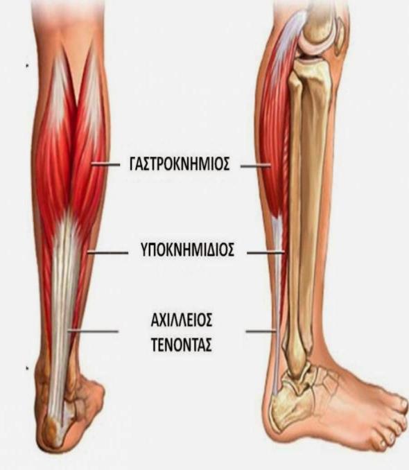 ΣΤΟΙΧΕΙΑ ΑΝΑΤΟΜΙΚΗΣ Ο Αχίλλειος τένοντας (Α.