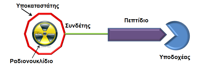 Α.1 Εισαγωγή Α.1.3 ΡΑΔΙΟΠΕΠΤΙΔΙΑ Τα ραδιοπεπτίδια που προορίζονται για εφαρμογή στην απεικονιστική διάγνωση και ραδιονουκλιδική θεραπεία συνήθως αποτελούνται από τα εξής μέρη: α) Τμήμα αναγνώρισης