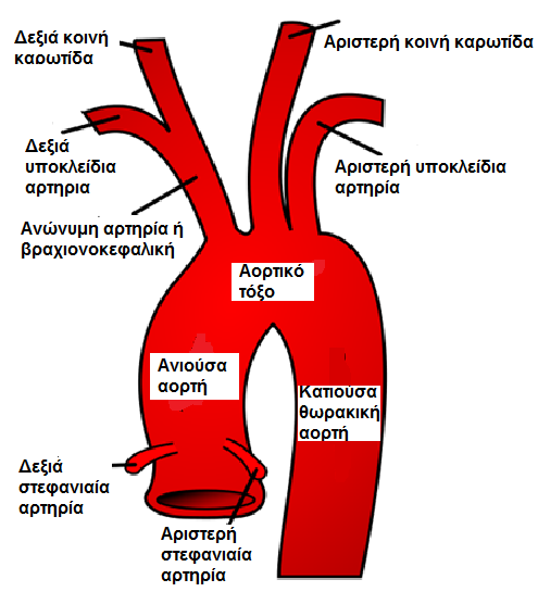 ΑΡΤΗΡΙΑΚΟ ΣΥΣΤΗΜΑ ΜΕΓΑΛΗΣ ΚΥΚΛΟΦΟΡΙΑΣ ΑΟΡΤΗ ΞΕΚΙΝΑ ΑΠΟ ΤΗΝ ΑΡΙΣΤΕΡΗ ΚΟΙΛΙΑ ΚΑΙ ΔΙΝΕΙ ΤΟΥΣ ΕΞΗΣ ΚΛΑΔΟΥΣ Ανιούσα αορτή Αορτικό τόξο Κατιούσα θωρακική αορτή 1.