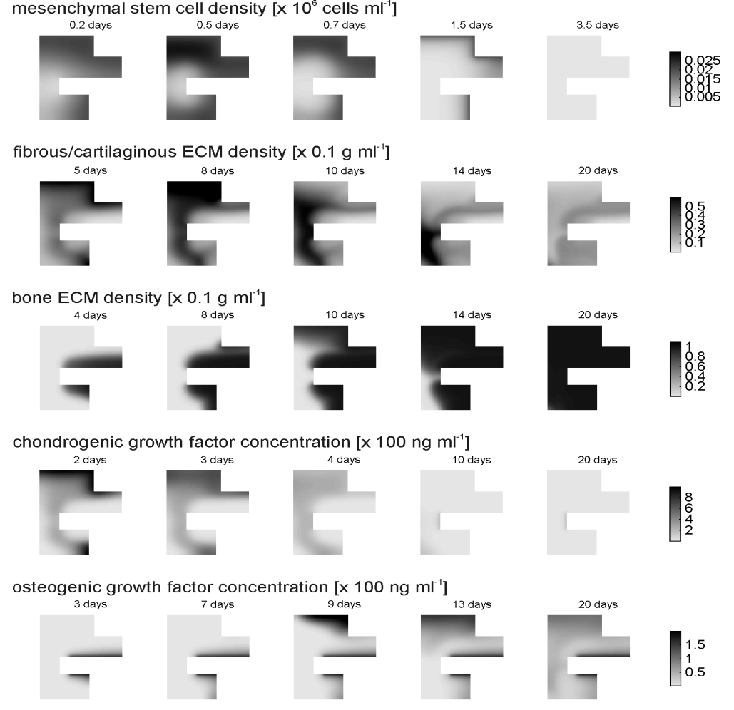 (pointwise discretization) (Ποδαροπούλου 2012). Η χωρική διακριτοποίηση των συνοριακών κόμβων την περίπτωση των no-flux συνθηκών έγινε με ανάντη διαφορές δεύτερης τάξης (Ποδαροπούλου 2012).