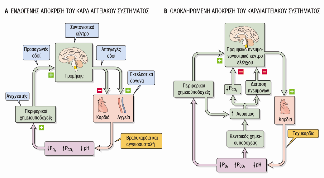 Ρύθμιση του Καρδιαγγειακού Συστήματος δια των Χημειουποδοχέων ΠΜΔ Ελέγχουν τη σύσταση του Αρτηριακού Αίματος Επηρεάζουν το Καρδιαγγειακό Μόνο σε Υποξία Αγγειοσυστολή Κεντρικοί Χημειουποδοχείς στο