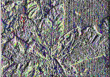 β) Αφίδες Οι αφίδες του καπνού (Myzus nicotianae, Myzus persicae) είναι μικρά έντομα, μήκους μέχρι 3 mm, πτερωτά και άπτερα, διαφόρων χρωμάτων.