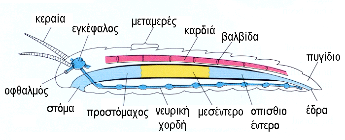 Νευρικό σύστημα εγκεφαλικό υποοισοφαγικό κοιλιακή γαγγλιακή γάγγλιο γάγγλιο αλυσίδα * Τα αρθρόποδα μπορούν να βλέπουν με εξελιγμένα όργανα όρασης όπως οι απλοί και οι σύνθετοι οφθαλμοί που τους