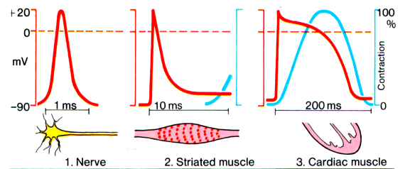 Νεύρα και κύτταρα μυών: Δυναμικό Δράσης Γρήγορη επαναπόλωση μετά την εκπόλωση.