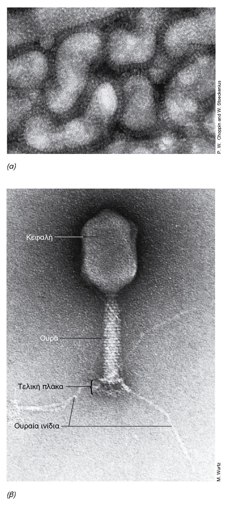 BIOΛOΓIA TΩN MIKPOOPΓANIΣMΩN