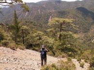 ΣΤΟΧΟΣ ΤΟΥ ΕΡΓΟΥ Ευπάθεια του ενδημικού C. brevifolia από Κύπρο: Ανίχνευση των γονιδίων και των γνωρισμάτων φαινοτυπικής ποικιλότητας που συνδέονται με την προσαρμογή.