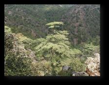 Ανατομικά χαρακτηριστικά Ανατομικά χαρακτηριστικά - PCA 33 34 Ανατομικά χαρακτηριστικά Δομή και σύσταση εδάφους Ορίζοντας EX_166P01 TR_666P01 TR_866P01 TR_866P02 KO_166P01 SE_166P01 1 Αμμοπηλώδες