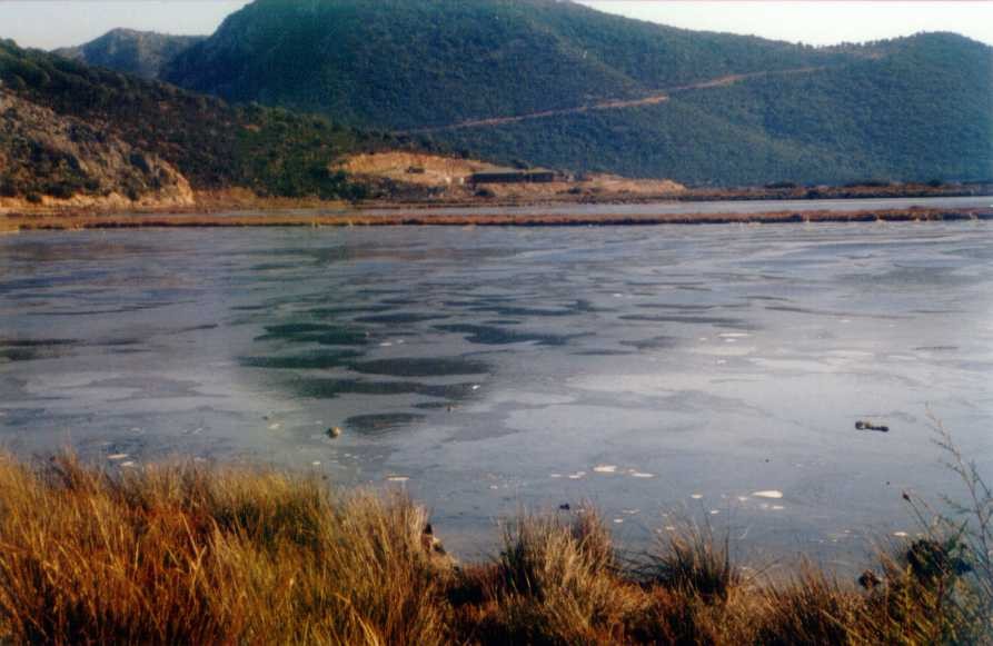 μεταξύ των ατόμων του φυσικού πληθυσμού, που είχε μικρότερο μέσο βάρος, η σύγκριση των μέσων βαρών ήταν μη σημαντική (F =,71 P>,5).