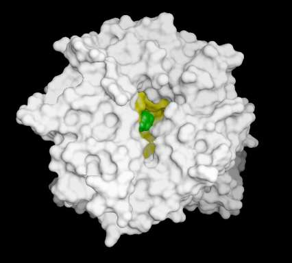 Vildagliptin: Ένας Ισχυρός και Εκλεκτικός Αναστολέας της DPP-4 H O N H O N N Δοσοεξαρτώμενη, ταχεία & υπερεκλεκτική αναστολή της DPP-4 Μεταβολισμός : Υδρόλυση δεν χρησιμοποιεί CYP450 Πολύ χαμηλή