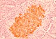 BrdU-Positive Cells (%) Vildagliptin: Improves β-cell Mass (Neonatal Rat Pancreatic Growth Model) ApopTag-Positive Cells (%) -cell Mass (mg) Insulin Vehicle Vildagliptin 60 mg/kg 21 days Replication