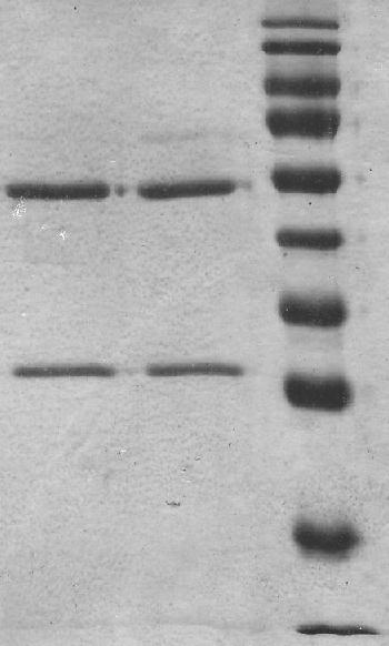 1 2 Εικόνα 36. Γράφημα από FPLC για απομόνωση mabnr2 με στήλη Superdex 200. Γράφημα από στήλη Superdex 200. Το mabnr2 εκλούεται στα κλάσματα της μεγάλης καμπύλης (1), με κορυφή στα 61ml περίπου.