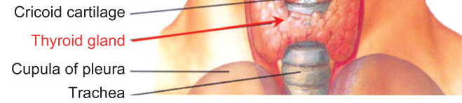 FIGURE 3.1 Gross anatomy of the thyroid gland. (From Netter, F.H. (1989) Atlas of Human Anatomy, 2nd Ed.