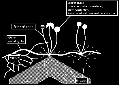 φυτική μοίρα aerial mycelium