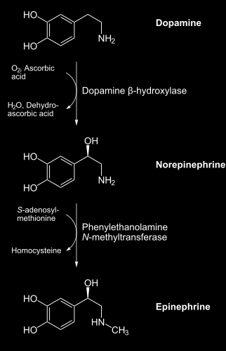 ΑΠΟΚΑΡΒΟΞΥΛΙΩΣΗ ΑΜΙΝΟΞΕΩΝ: ΠΑΡΑΓΩΓΗ ΚΑΤΕΧΟΛΑΜΙΝΩΝ Ντοπαμίνη, Νορεπινεφρίνη & επινεφρίνη (αδρεναλίνη): Νευροδιαβιβαστές & Ορμόνες.