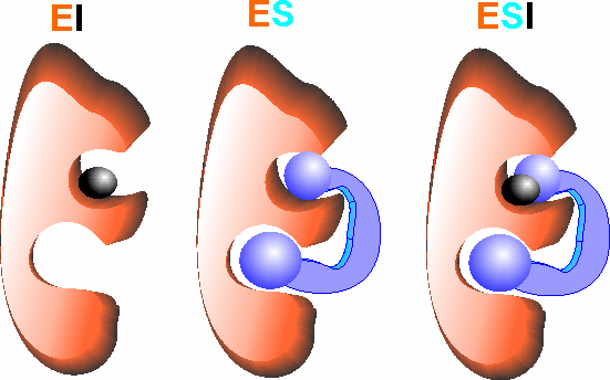 (β) Μερικώς αvταγωvιστική αvαστoλή. Το ενεργό κέντρο του ενζύµου, µπορείνα δεχθεί ταυτόχρονα το Ε και τον Ι (σύµπλοκο ΕSΙ).