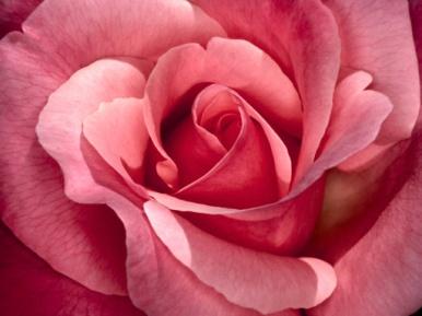 Το αγαπημένο μου φυτό είναι το τριαντάφυλλο. Το τριαντάφυλλο μπορείς να το βρεις σε πολλά χρώματα. Όπως ροζ, κίτρινο, κόκκινος και σε άσπρο και έχει πολλά αγκάθια.