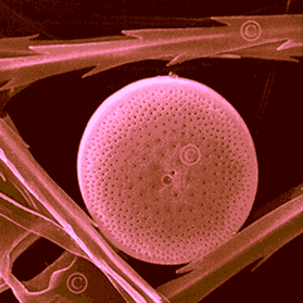 προέρχονται από: Διάτομα (diatoms) Ραδιολάρια (Radiolaria)