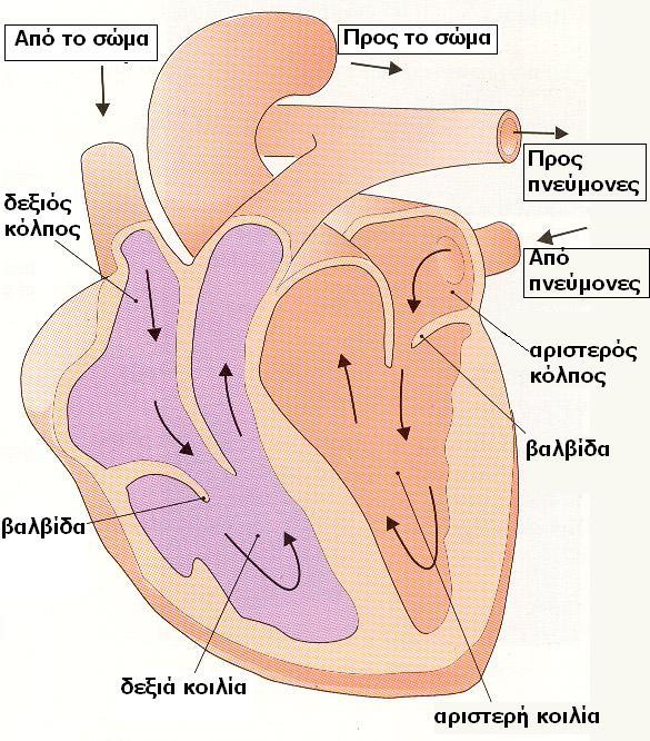 Η καρδιά μας είναι ένας ακούραστος μυς - μία «ΔΙΠΛΗ» αντλία Ακούραστος μυς - χτυπά από 60 έως 120 φορές κάθε λεπτό Διπλή αντλία - δεξί μέρος = 1η αντλία -