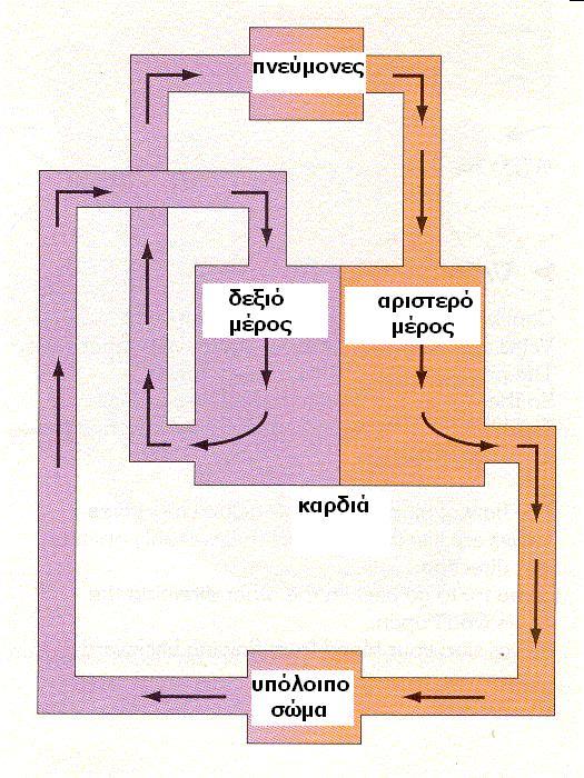 Η κυκλοφορία μας είναι «διπλή»: σε κάθε «κύκλο» το αίμα περνά από την καρδιά μας 2 φορές Στο δεξί μέρος της καρδιάς - έρχεται αίμα από όλο το σώμα (στον κόλπο) - φεύγει αίμα προς τους πνεύμονες (από
