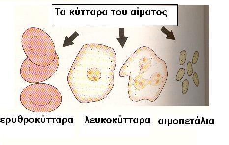 Οι 3 τύποι των κυττάρων του αίματος γενικά Τα ερυθροκύτταρα - είναι κόκκινα (αιμοσφαιρίνη) - δεν έχουν πυρήνα (!