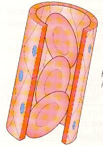 Τα τριχοειδή αγγεία αναλυτικότερα Τα τριχοειδή αγγεία είναι πολύ στενά - τα ερυθροκύτταρα «στριμώχνονται» το αίμα εδώ κυλά πολύ αργά Άρα, - τα μόρια έχουν αρκετό χρόνο για τη μετακίνησή τους από τα