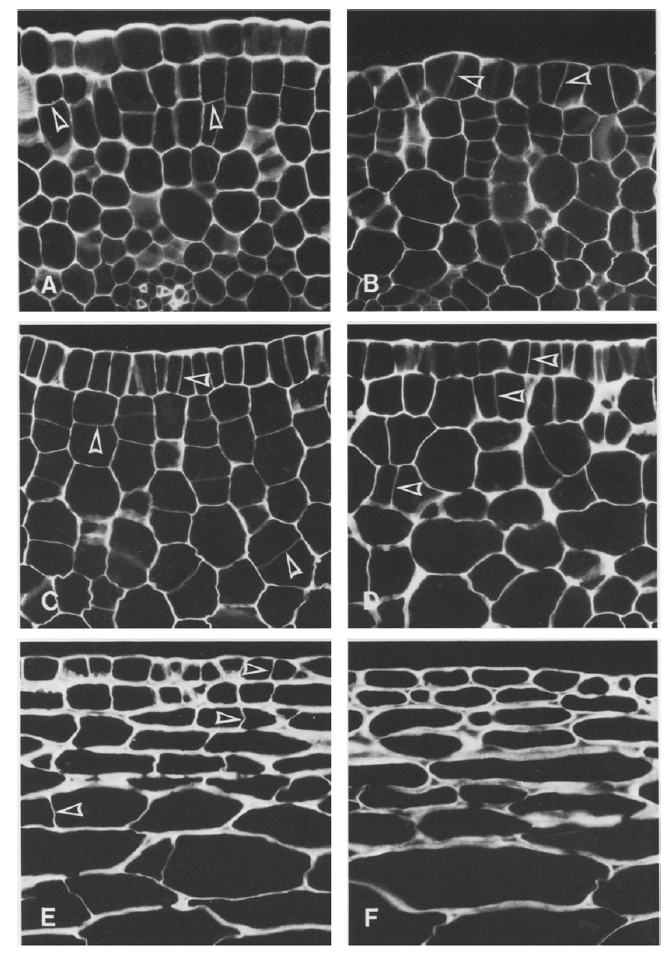 Εικόνα 8: Υπόδειγµα της ανάπτυξης και της κυτταρικής διαίρεσης σε εγκάρσια τοµή σε ράγα της ποικιλίας Gordo. Α: Στάδιο της άνθισης. ιάµετρος της ωοθήκης 1,17mm.
