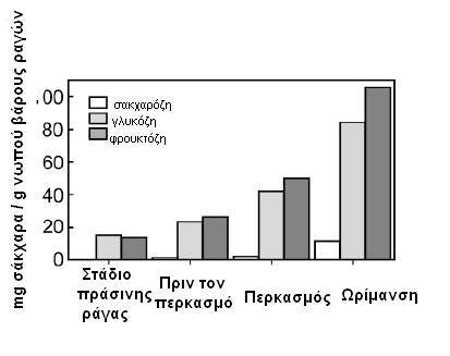 Εικόνα 17: Συγκέντρωση των σακχάρων στα διάφορα στάδια ανάπτυξης των ραγών. (Conde et al. 2007).