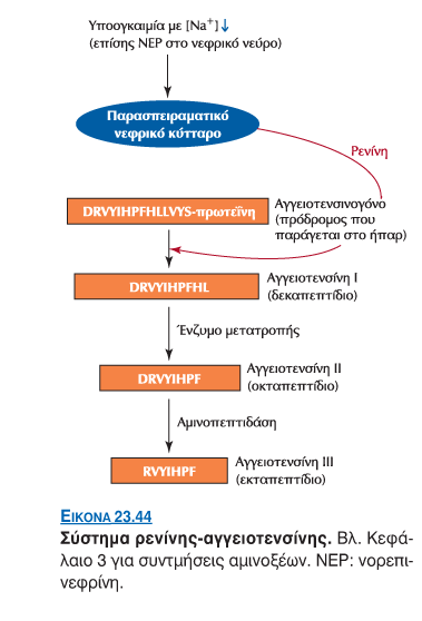 ΣΤΕΡΟΕΙΔΕΙΣ