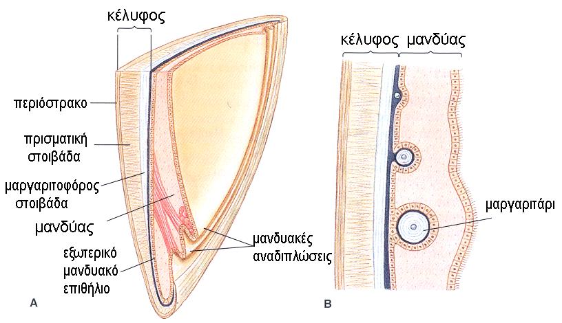 ανταγωνιστικών μυών Παραγωγή μαργαριταριών στη μαργαριτοφόρο στοιβάδα Το μάργαρο παράγεται σε αντίδραση της εισόδου