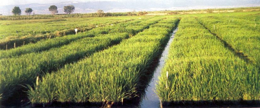 κατώτατο όριο των 100 400 ή β) όταν η επιλέξιμη έκταση της εκμετάλλευσης