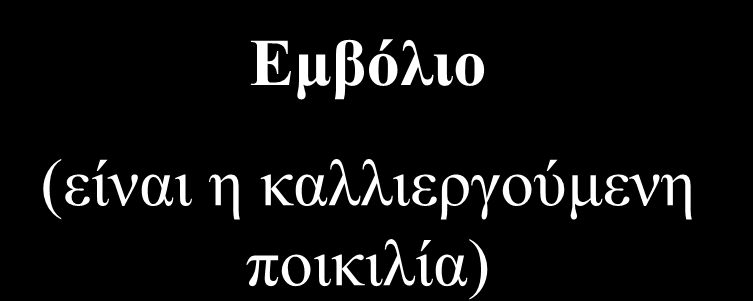 ΥΠΟΚΕΙΜΕΝΑ ΚΑΙ ΠΟΛΛΑΠΛΑΣΙΑΣΜΟΣ Τρόποι πολλαπλασιασμού Με σπόρο και εμβολιασμό Ο αγενής πολλαπλασιασμό περιορισμένος λόγω μικρών ποσοστών επιτυχίας