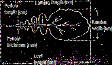 4.2.13 Leaf blade width fern] See Fig. 4 Measure widest point of largest leaf Fig. 4. Leaf blade/leaf length ratio 4.2.14 Leaf blade width/leaf length ratio Compute ratio 4.2.13/4.2.12 4.2.15 Leaf angle Angle of petiole with horizontal 1 Erect (>87 ) 2 Open (~67*) 3 Semipros trate (~45 ') 4 Prostrate (<30*) 5 Horizontal 6 Oblique (>-10*) 4.