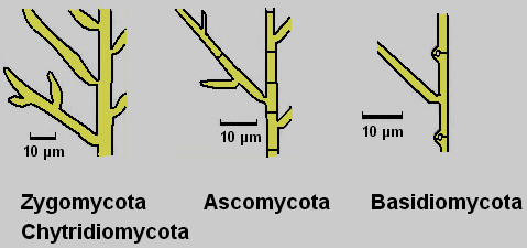 Μυκηλιο των Zygomycota και Chytridiomycota (στερούμενο σέπτων), των Ascomycota (με