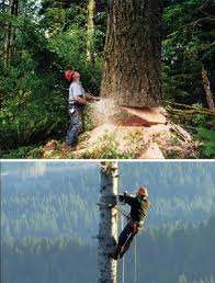 G. Bateson (1972) «ας σκεφτούμε έναν ξυλοκόπο που κόβει ένα δένδρο: το κάθε