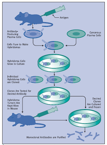 Μονοκλωνικά Αντισώματα Τα μονοκλωνικά αντισώματα παράγονται συνήθως σε ποντικό.