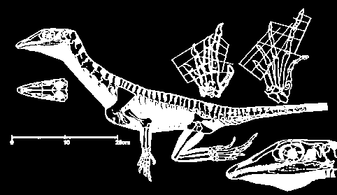 Protorosaurus A.