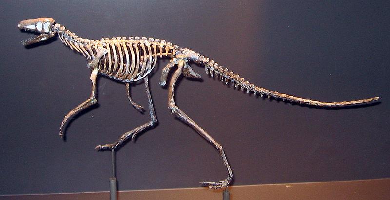Marasuchus, 230My (M.